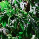 Сорт каннабиса Bubblelicious от Nirvana Seeds