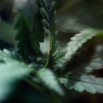 Гомеопатия Опиум — Применение и Свойства Препарата