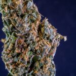 Купить семена конопли в интернет магазине