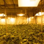 Техническая конопля в Украине: перспективы и преимущества выращивания