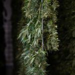 ЛСД: свойства, правовой статус в России и риски связанные с использованием