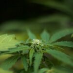 Рынок наркотических средств в интернете