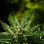 Конопляная мода и преимущества эко одежды