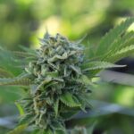 Урбеч из семян конопли полезные свойства и применение