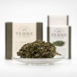 Преимущества покупки семян конопли через интернет