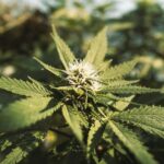 Семена конопли из Чуйской долины