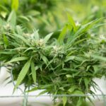 Лечебные свойства конопли и ее применение в народной медицине