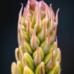 Опиум и его оборот в России