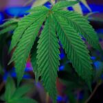 Свойства и применение семян конопли