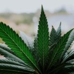 Купить гашиш в Санкт-Петербурге