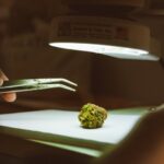 Сорт конопли Auto Fast Bud feminised от известного сидбанка