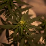 Спайс и его влияние на здоровье