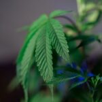 Семена конопли полезные свойства и состав