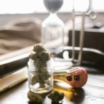 Сорокодневка семена конопли характеристики и применение