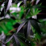 Семена конопли Auto Kul-Sey feminised от Bang Seeds