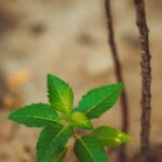 Покупка героина в СПб и правовые аспекты в России