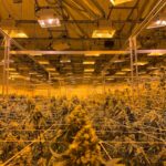 Конопляная продукция и ее применение