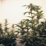 Правовой статус семян конопли в России