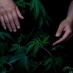 Сорт каннабиса Bubblelicious от Nirvana Seeds