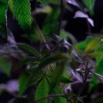 Автоцветущие семена марихуаны свойства и преимущества